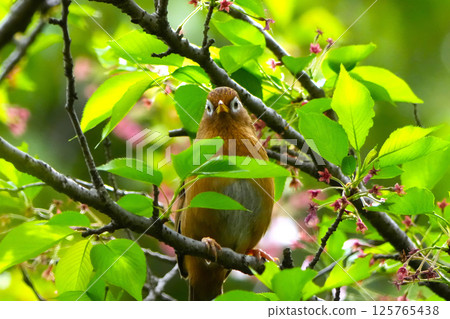 美麗的加比喬 125765438