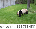 Panda walking 125765455