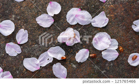 Scattered cherry blossom petals 125765466