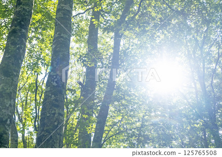 清晨的陽光照進山毛櫸森林 125765508