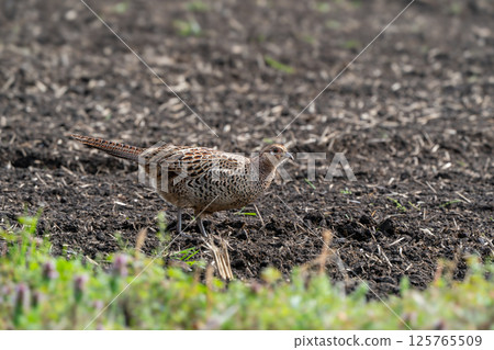 一隻雌性野雞在地上行走 125765509