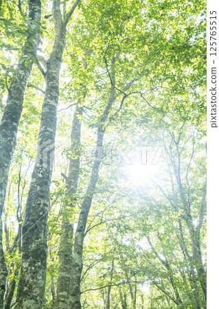 Morning sunlight shining into a beech forest 125765515