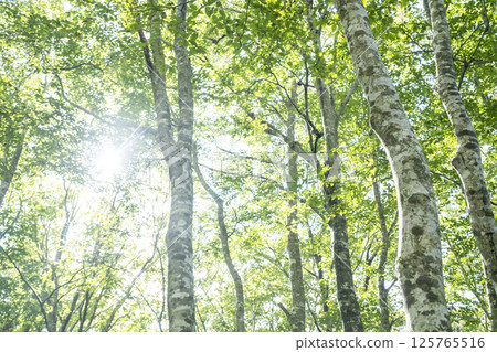 Morning sunlight shines through the beech forest in Oku-Daisen 125765516