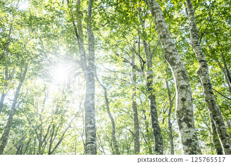 Morning sunlight shines through the beech forest in Oku-Daisen Morning sunlight shines through the beech forest in Oku-Daisen 125765517