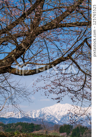 The Ushiro-Tateyama mountain range and cherry blossoms 125765525