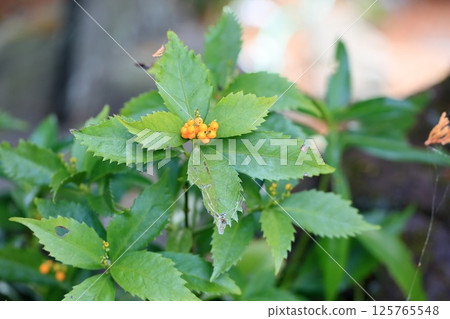 Senryo Fruit, Yellow Senryo Fruit Senryo Fruit, Yellow Senryo Fruit 125765548
