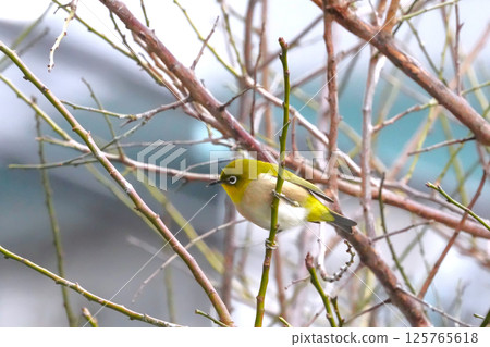 白眼 白眼 125765618