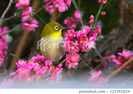 White-eye White-eye 125765624