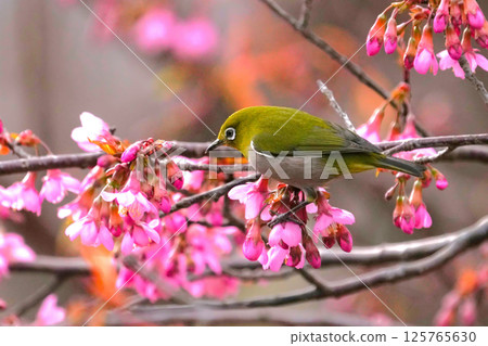 白眼 白眼 125765630