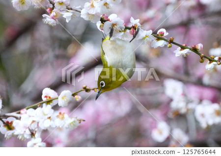 White-eye 125765644