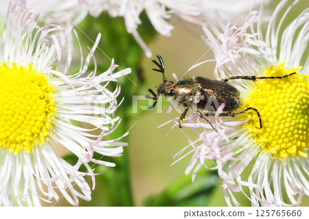 Higebuthanamuri (male) perching on the flower of Halzion 125765660