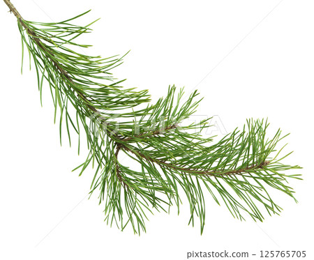 Spruce branch on white background. Christmas holidays mood.  Pine Branches. Spruce leaves.  New Year concept. close up 125765705