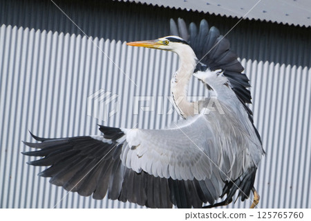 Gray heron 125765760
