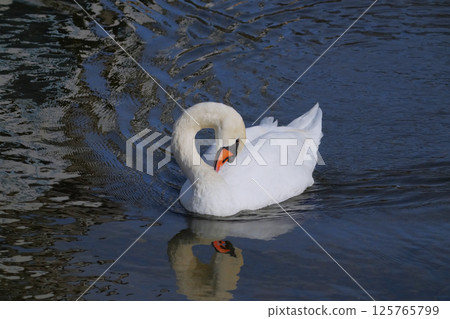A swan resting its wings on the surface of the water after migration 125765799