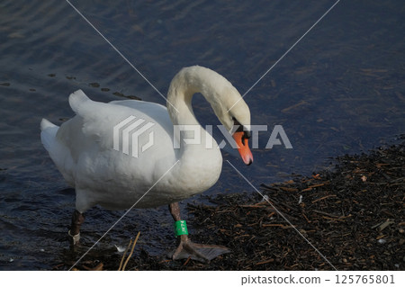 A swan resting its wings on the surface of the water after migration A swan resting its wings on the surface of the water after migration 125765801