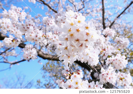 Beautifully blooming cherry blossoms 125765820