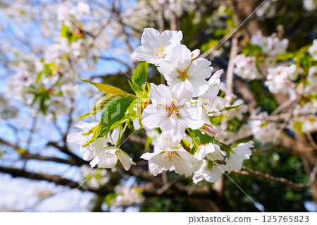 Beautifully blooming cherry blossoms 125765823