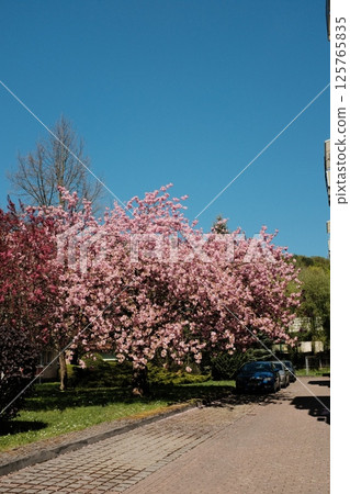 cherry blossom trees in full bloom lining suburban street under blue sky with residential buildings in spring season in europe cherry blossom trees in full bloom lining suburban street under blue sky with residential buildings in spring season in europe 125765835
