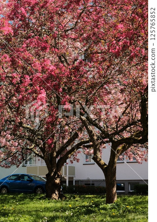 cherry blossom trees in full bloom lining suburban street under blue sky with residential buildings in spring season in europe 125765852
