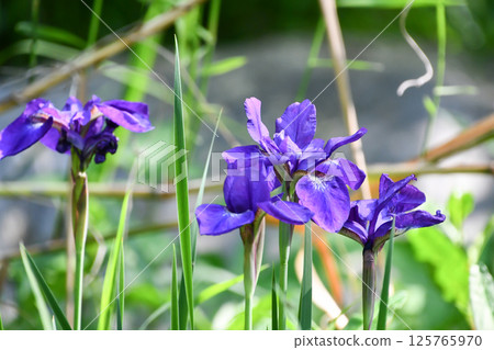 鳶尾花 125765970