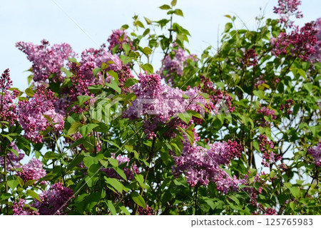 Lilac shining in the blue sky Lilac shining in the blue sky 125765983