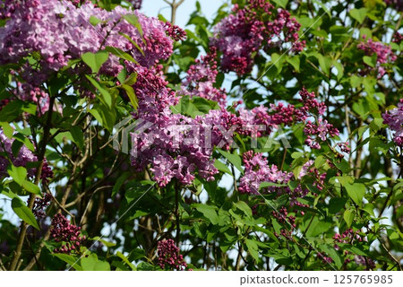 Blooming lilac 125765985