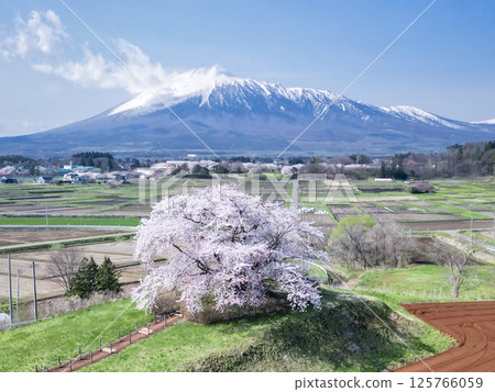 [岩手縣]玉內一株櫻花與岩手山的景色 125766059