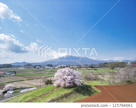[岩手縣]玉內一株櫻花與岩手山的景色 125766061