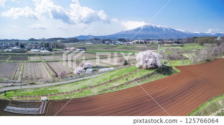 [岩手縣]玉內一株櫻花與岩手山的景色 125766064