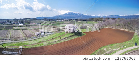 [Iwate Prefecture] View of the single cherry tree in Tamenai and Mt. Iwate 125766065