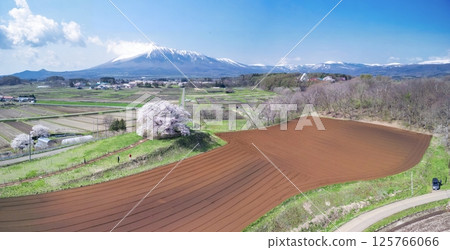 [Iwate Prefecture] View of the single cherry tree in Tamenai and Mt. Iwate 125766066
