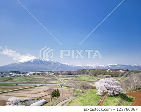 [岩手縣]玉內一株櫻花與岩手山的景色 125766067