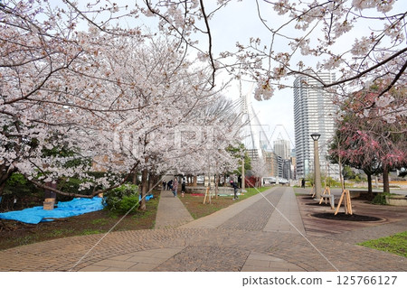 東京城市景觀:石川島公園的櫻花 東京城市景觀:石川島公園的櫻花 125766127