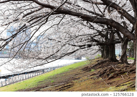 東京城市景觀：石川島公園的櫻花 125766128