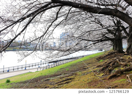 東京城市景觀：石川島公園的櫻花 125766129
