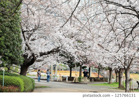 東京城市景觀:石川島公園的櫻花 東京城市景觀:石川島公園的櫻花 125766131