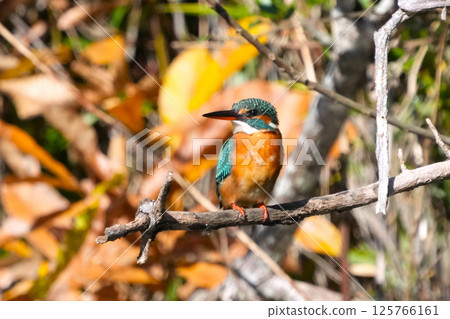 Kingfisher Kingfisher 125766161