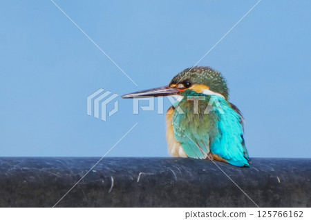 Kingfisher Kingfisher 125766162
