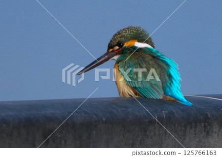 Kingfisher Kingfisher 125766163