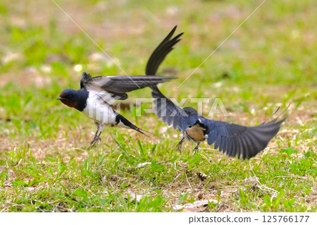 Two swallows playing 125766177