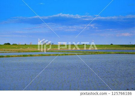 Early rice planting against the blue sky, Nishiyuuma farmland, rural scenery, Saitama City 125766186