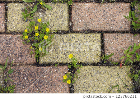 Spring April Yellow flowers of Oxalis nigra appearing between the bricks of the sidewalk Spring April Yellow flowers of Oxalis nigra appearing between the bricks of the sidewalk 125766211