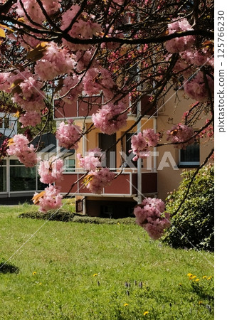 cherry blossom trees in full bloom lining suburban street under blue sky with residential buildings in spring season in europe cherry blossom trees in full bloom lining suburban street under blue sky with residential buildings in spring season in europe 125766230