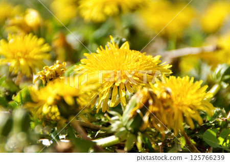 Dandelions blooming in the spring field Dandelions blooming in the spring field 125766239