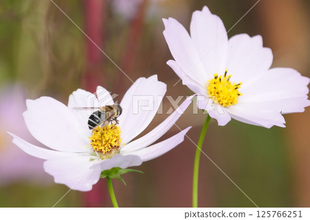 美麗的鮮花盛開在領域 125766251