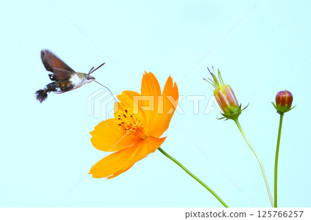 美麗的鮮花盛開在領域 125766257