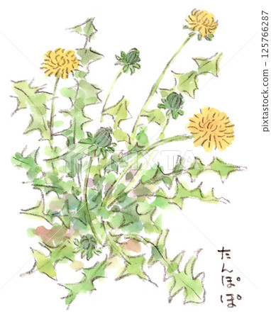 春天植物,蒲公英水彩插圖 春天植物,蒲公英水彩插圖 125766287