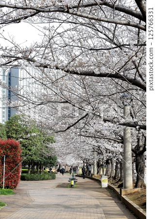 東京城市景觀：石川島公園的櫻花，垂直位置 125766331