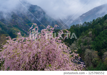 Mountain cherry blossoms blooming in the misty mountains 125766552