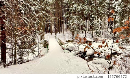 A Serene Winter Pathway Winding Through a Beautiful, Snowy Enchanted Forest Landscape 125766572